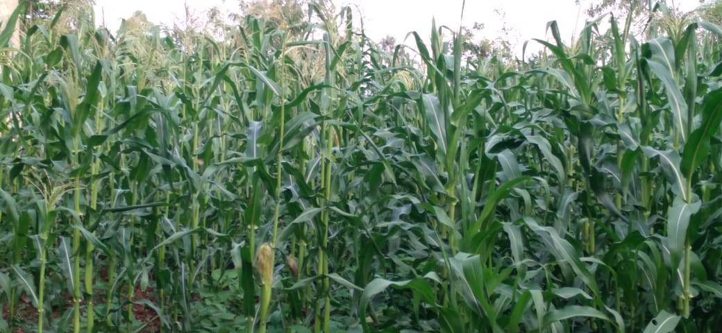 WhatsApp Image 2025-08-18 at 17.42.35