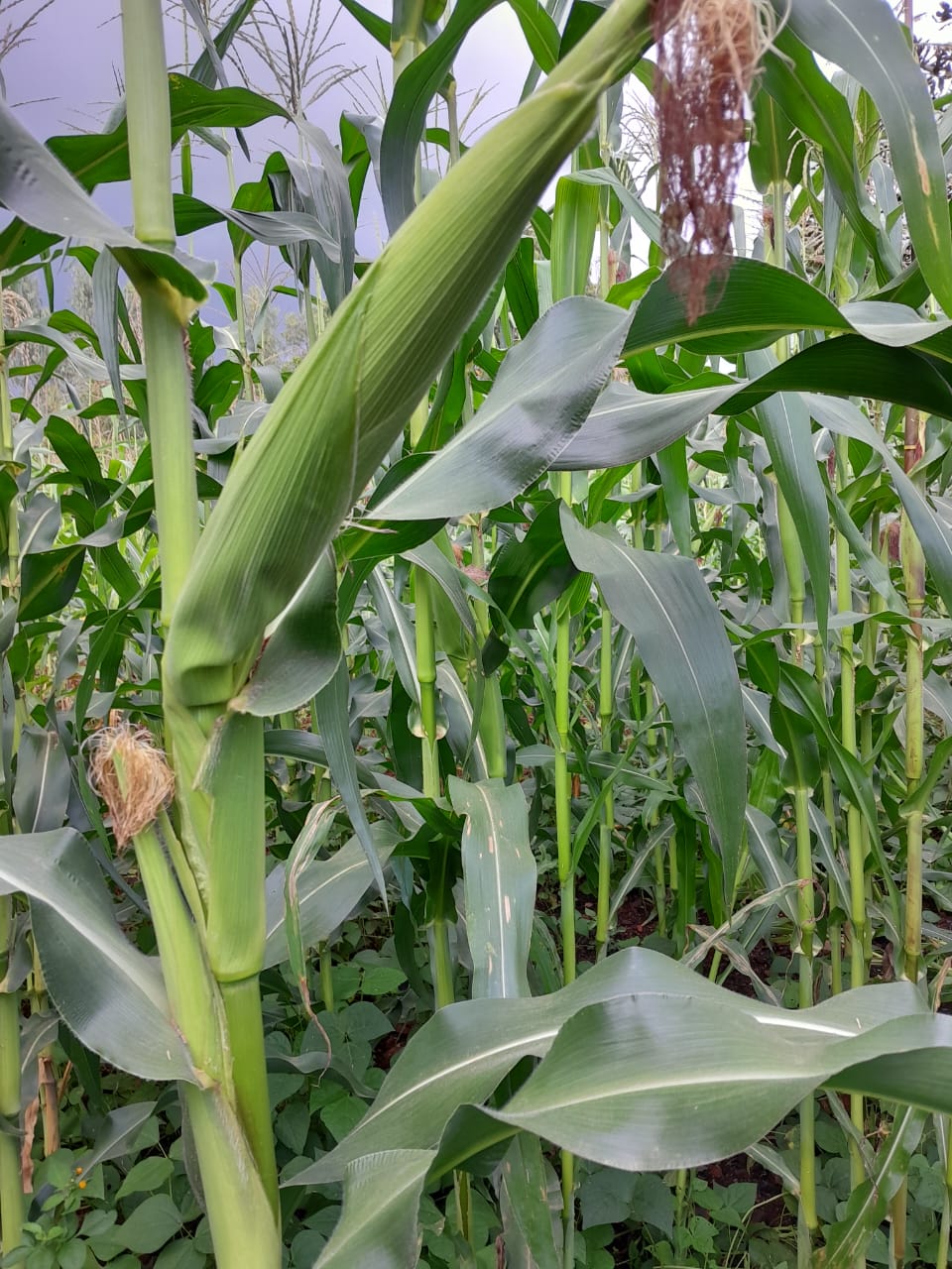 WhatsApp Image 2025-08-18 at 17.43.23