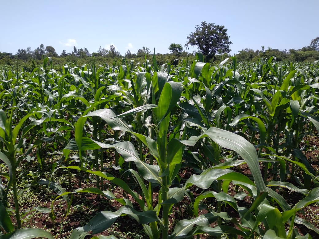 WhatsApp Image 2025-08-18 at 17.45.12