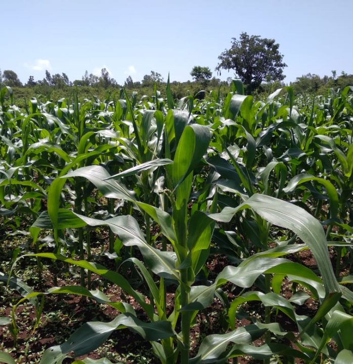 WhatsApp Image 2025-08-18 at 17.46.08